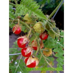 Litchi Tomato 1000 Seed - Morelle de Balbis