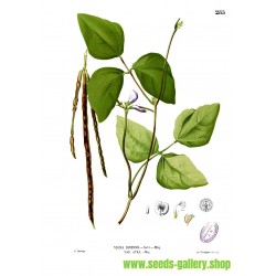 COWPEA Seeds (Vigna unguiculata)