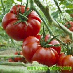 Sementes de Tomate MARMANDE Beefsteak