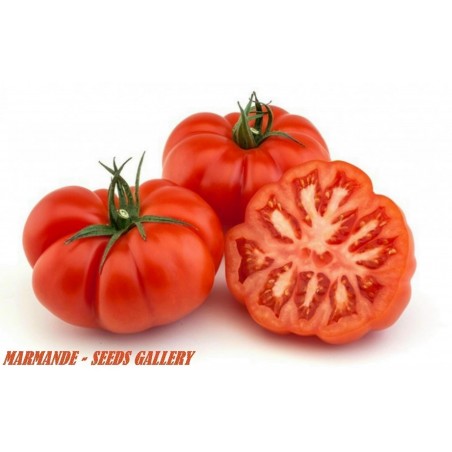 Tomatfrön Beefsteak MARMANDE | 1,75 €