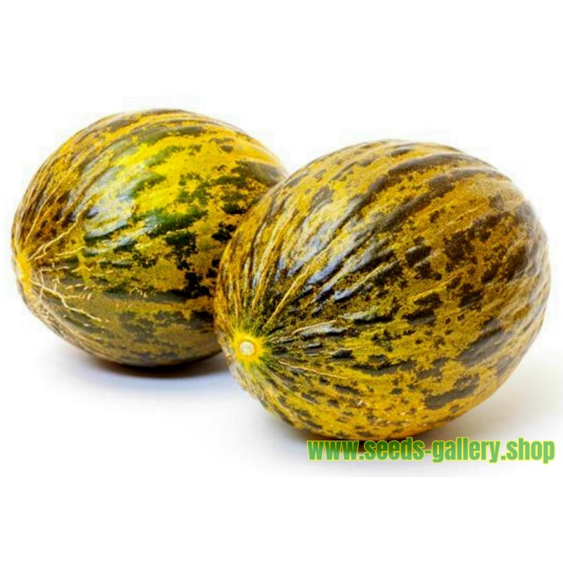 Dalaman Melon Fresh Seeds