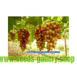 Finger Grape Seeds
