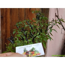 Σπόροι πιπεριά Τσίλι Cayenne purple