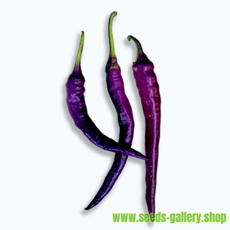 Long Purple Cayenne Chili Samen