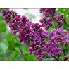 Lilac Seeds (Syringa vulgaris)