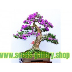 Lilac Seeds (Syringa vulgaris)