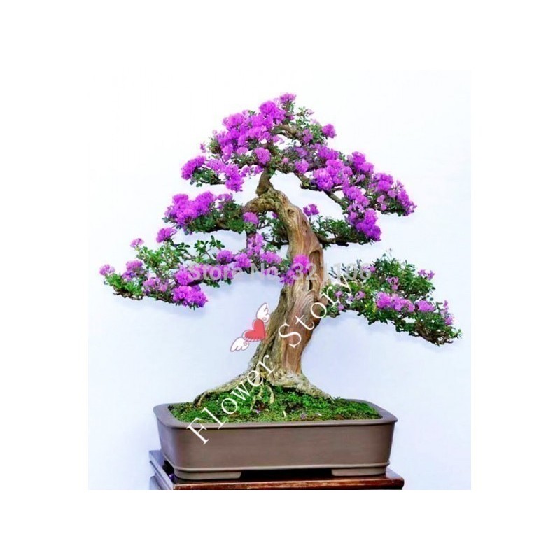 ΠΑΣΧΑΛΙΆ σπόρος (Syringa Vulgaris)