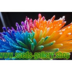 Rainbow Chrisanthemum Seeds