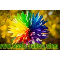 Ideal als Geschenk Wunderbare Farbpracht Regenbogen Chrysantheme 50 Samen