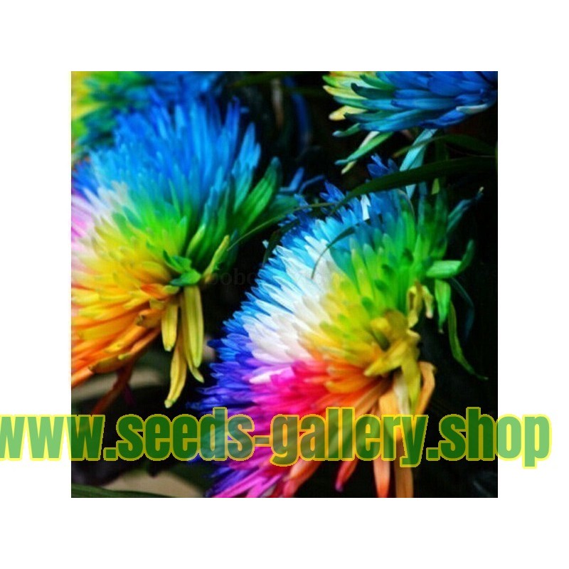 Rainbow Chrisanthemum Seeds