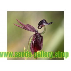 Flying Duck - Fliegenden Ente Samen sehr selten