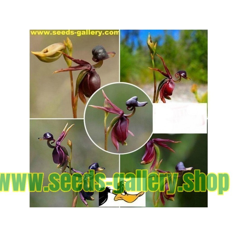 Sementes de Orquídea PATO-VOADOR (Caleana Major)