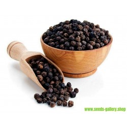 Black Pepper Seeds (Piper nigrum)