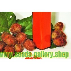 Annatto, Lipstick Tree Seeds (Bixa orellana)
