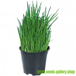 Asian chives, Chinese chives Seed