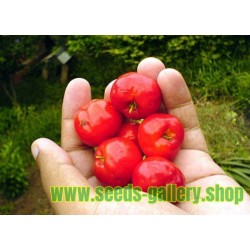 Seeds Acerola, Barbados Cherry (Malpighia glabra)