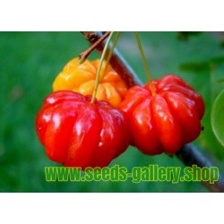 Barbadoskörsbär eller Acerola Frön (Malpighia glabra) tropisk frukt