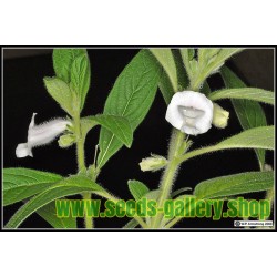 Weiße Sesam Samen (Sesamum indicum)