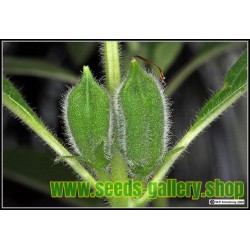 Seme Belog Susama  (Sesamum indicum)