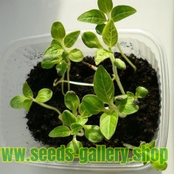 Vit Sesam växt frön (Sesamum indicum)