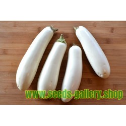White Eggplant Seeds