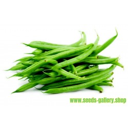French Beans Seeds DUBBELE WITTE