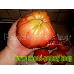 Sementes De Grega Beefsteak Tomate Gigante PREVEZA