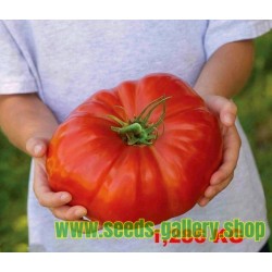 Sementes De Grega Beefsteak Tomate Gigante PREVEZA