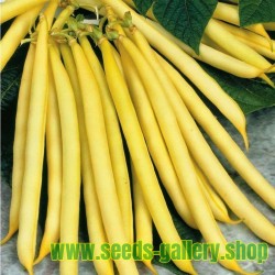 Berggold Early Dwarf French Bean Seed