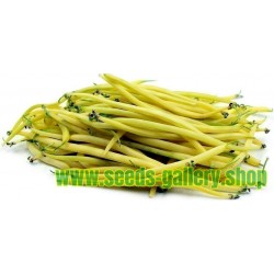 Berggold Early Dwarf French Bean Seed