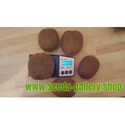 Giant Kiwifruit Seeds