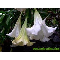 Gemeine Stechapfel Samen - Weiße Stechapfel (Datura stramonium)