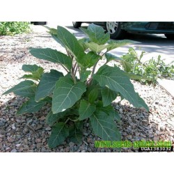 Jimson weed Seeds or Devil's snare (Datura stramonium)