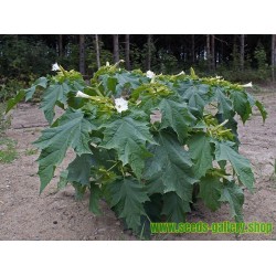 Gemeine Stechapfel Samen - Weiße Stechapfel (Datura stramonium)