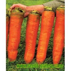 Gigantische Karotten Samen