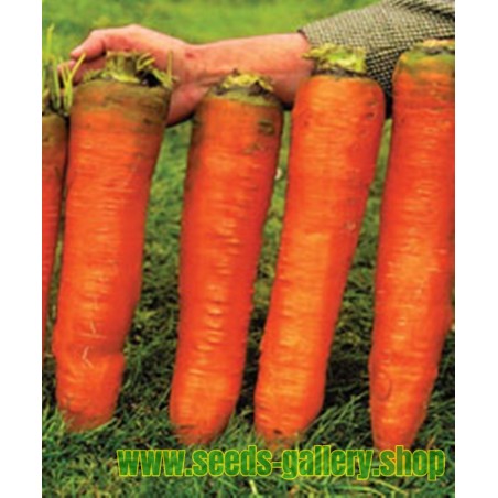 Carrot Seeds Autumn King