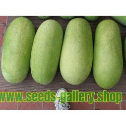 Charleston Gray Watermelon Seed