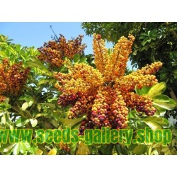 Graines de Arbre ombrelle (Schefflera actinophylla)