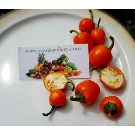 Orange Cherry Chili Seeds | 2,50 €