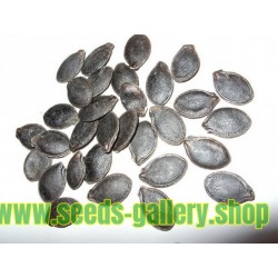 Figleaf Gourd seeds cidra chila gila (Cucurbita ficifolia)