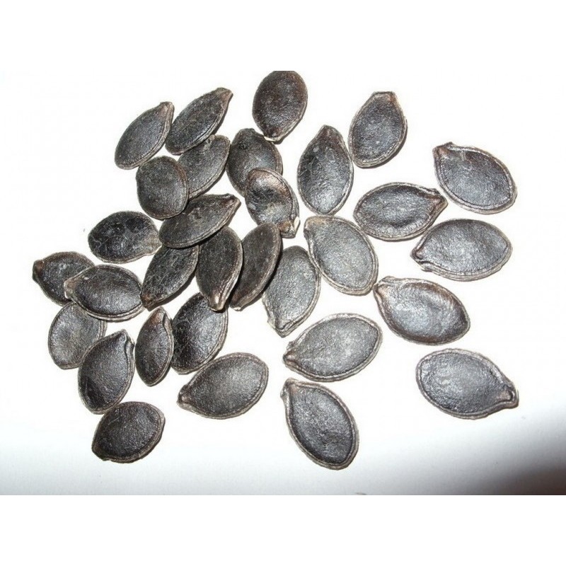 Price: €1.85 - Sementes de ABÓBORA CHILA (Cucurbita ficifolia) -  - 5