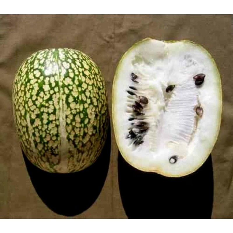 Price: €1.85 - Sementes de ABÓBORA CHILA (Cucurbita ficifolia) -  - 3