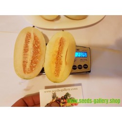 KACHRA Indian melon Frön (Cucumis callosus)