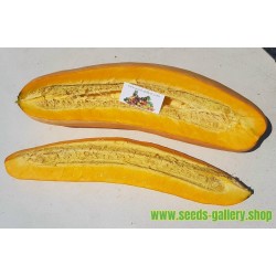 Semillas de calabaza Jumbo Pink Banana