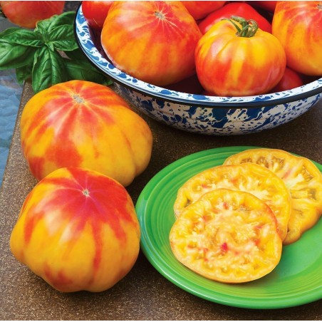 Seme Paradajza MR STRIPEY