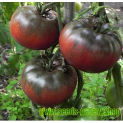 Graines Tomate noire BLACK FROM TULA