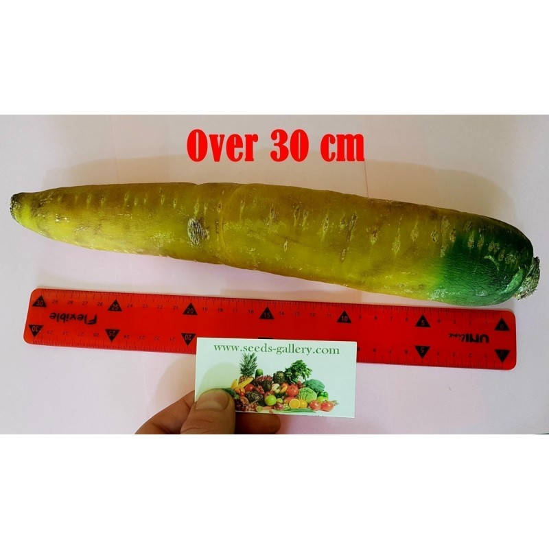 Riesen gelbe Möhre Karotte Samen | 2,25 €