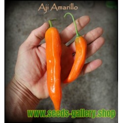 Aji Amarillo - Peruvian Chili Pepper Seeds