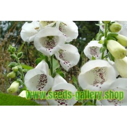 Sementes de Flores Digitalis Purpurea Alba