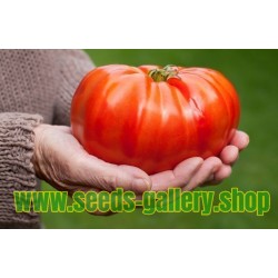 Semillas de tomate Gigante MORTGAGE LIFTER